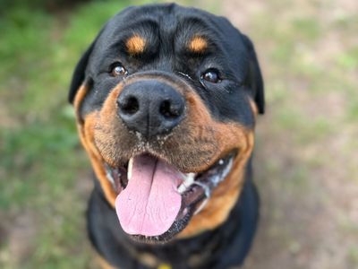 Tyson | Rottweiler | Shrewsbury (Shropshire) - 1