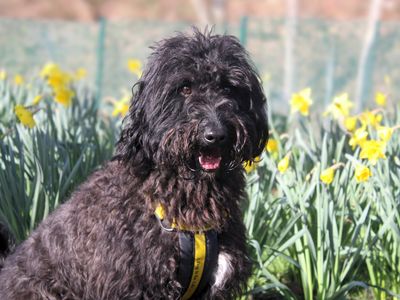 Wade | Lurcher Cross | Merseyside (Liverpool) - 1