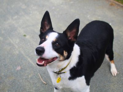 Jill | Collie (Smooth) | Manchester - 5
