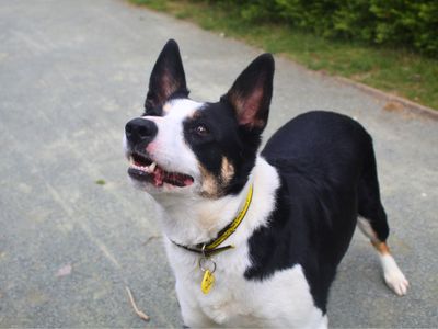 Jill | Collie (Smooth) | Manchester - 3