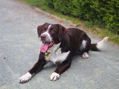 Jack | Spaniel (English Springer) Cross | Manchester - 1