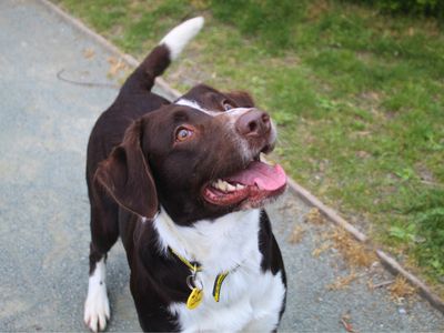 Jack | Spaniel (English Springer) Cross | Manchester - 3
