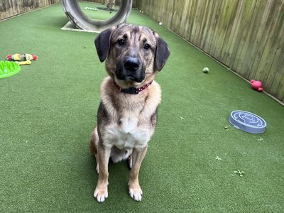 Leo | Central Asia Shepherd Dog Cross | Ilfracombe - 2