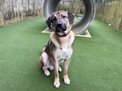 Leo | Central Asia Shepherd Dog Cross | Ilfracombe - 3