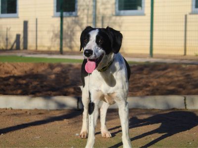 Millie | Collie (Smooth) Cross | Manchester - 5