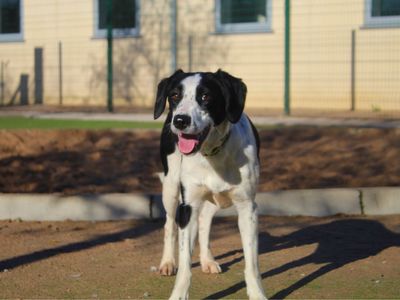 Millie | Collie (Smooth) Cross | Manchester - 3