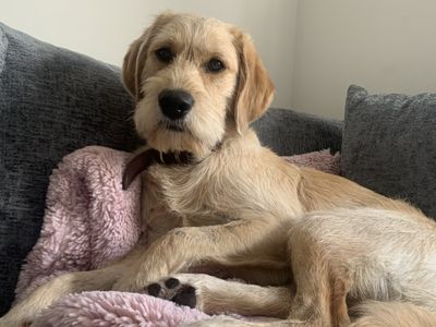 Bam | Retriever (Labrador) Cross | Ilfracombe - 1