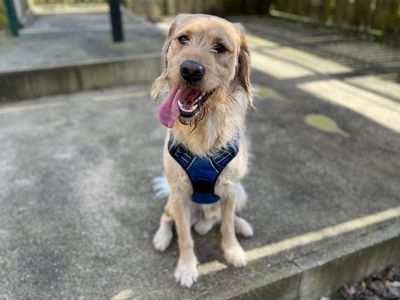 Bam, a 2 years old male Labrador available for adoption from Dogs Trust in Devon