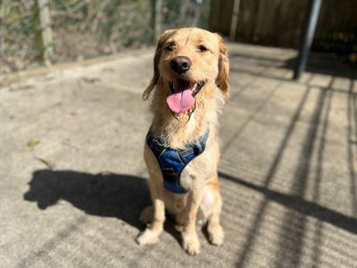 Bam | Retriever (Labrador) Cross | Ilfracombe - 3