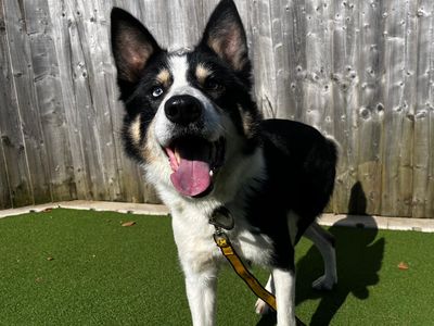 Jip | Collie (Border) | Cardiff - 5