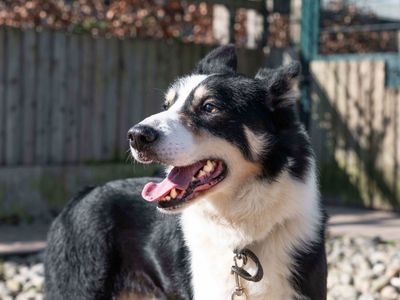 Jip | Collie (Border) | Cardiff - 3