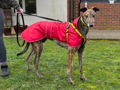 Benedict | Greyhound | Canterbury - 3