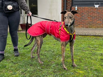 Benedict | Greyhound | Canterbury - 2