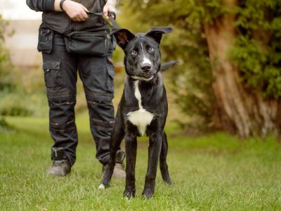 Diesel | Retriever (Labrador) Cross | Kenilworth (West Midlands) - 2
