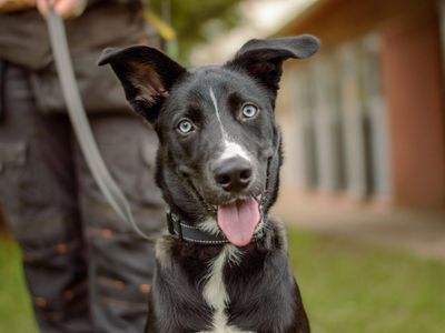 Diesel | Retriever (Labrador) Cross | Kenilworth (West Midlands) - 3