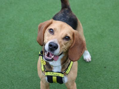 Rocky | Beagle | Glasgow - 3