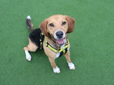 Rocky | Beagle | Glasgow - 2