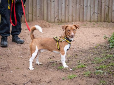 Skips | Terrier (Jack Russell) Cross | Loughborough - 3