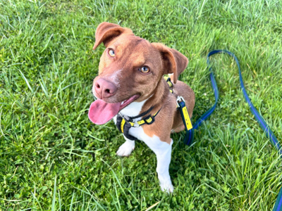 Skips | Terrier (Jack Russell) Cross | Loughborough - 5