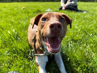 Skips — Terrier (Jack Russell) Cross