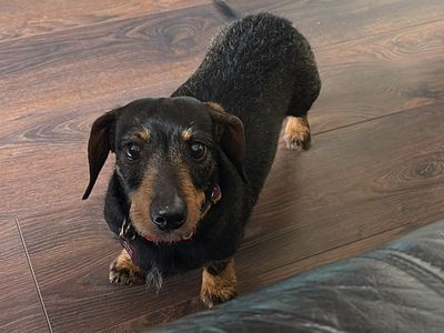 Angel | Dachshund (Smooth Haired) | Leeds - 3