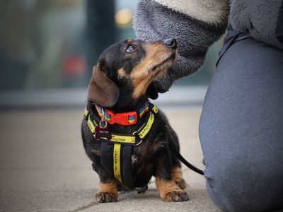 Angel | Dachshund (Smooth Haired) | Leeds - 2