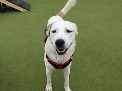 Betty | Crossbreed | Harefield West London - 3