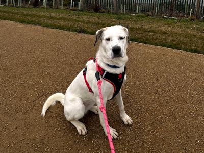 Betty | Crossbreed | Harefield West London - 1