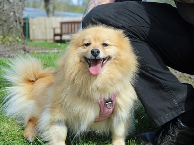 Roxy | Pomeranian Cross | Merseyside (Liverpool) - 3