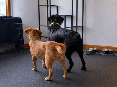 Layla | Beagle Cross | Cumbria - 2