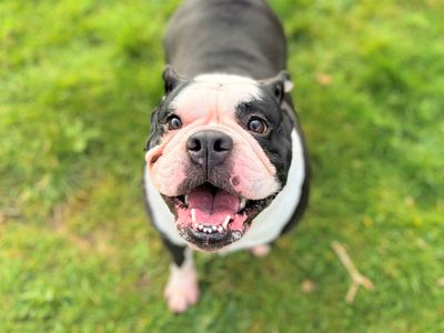 Lola | Bulldog | Bridgend (Wales) - 1