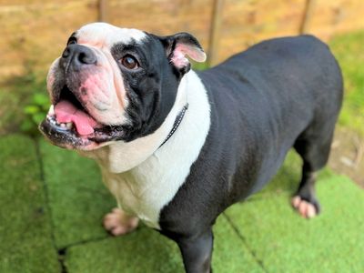 Lola | null | Bridgend (Wales) - 3