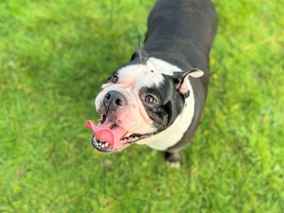 Lola | Bulldog | Bridgend (Wales) - 3