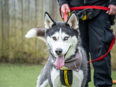 Lunar | Siberian Husky | Loughborough - 3