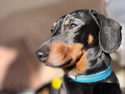 Reuben | Dachshund (Miniature Smooth Haired) | Harefield West London - 2