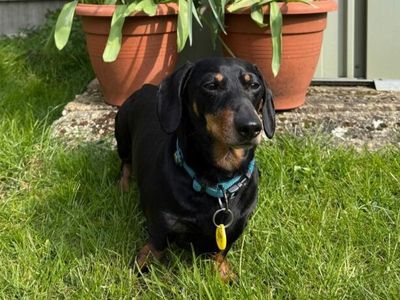 Reuben | Dachshund (Miniature Smooth Haired) | Harefield West London - 3