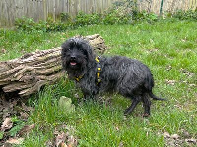 Toby — Terrier (Yorkshire) Cross