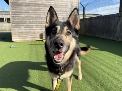 Harley | German Shepherd Dog Cross | Loughborough - 3