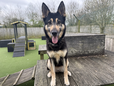 Harley | German Shepherd Dog Cross | Loughborough - 2