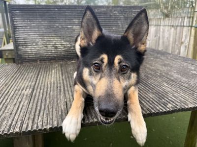 Harley | German Shepherd Dog Cross | Loughborough - 5