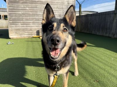 Harley | German Shepherd Dog Cross | Loughborough - 3
