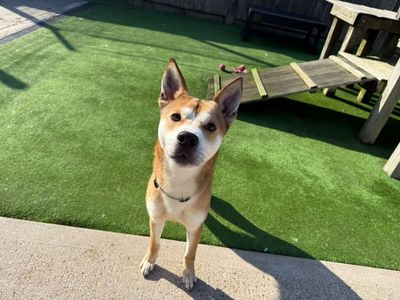 Sandy | German Shepherd Dog Cross | Loughborough - 3