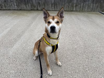 Sandy | German Shepherd Dog Cross | Loughborough - 2