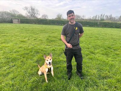 Sandy | Siberian Husky Cross | Loughborough - 3