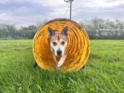 Sandy | Siberian Husky Cross | Loughborough - 5