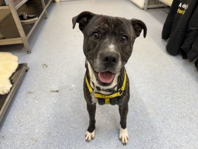 Kody | Terrier (Staffordshire Bull) Cross | Loughborough - 3