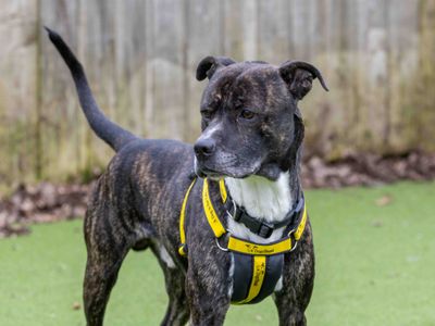 Kody | Terrier (Staffordshire Bull) Cross | Loughborough - 2