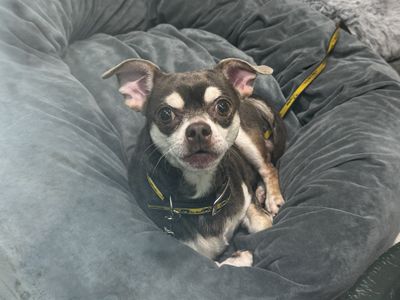 Richard — Chihuahua (Smooth Coat)