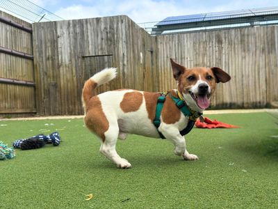 Goose | Terrier (Jack Russell) | Salisbury (Wiltshire) - 1