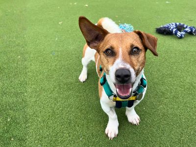 Goose | Terrier (Jack Russell) | Salisbury (Wiltshire) - 3